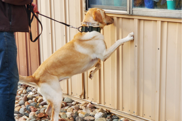 AKC Scent Work Trials