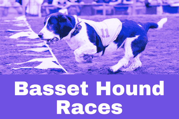 Canterbury Park Basset Hound Races