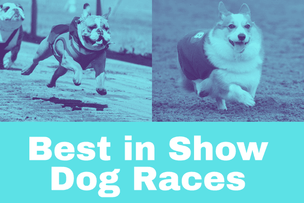 Canterbury Park Best in Show Dog Races