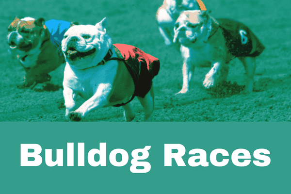 Canterbury Park Bulldog Races