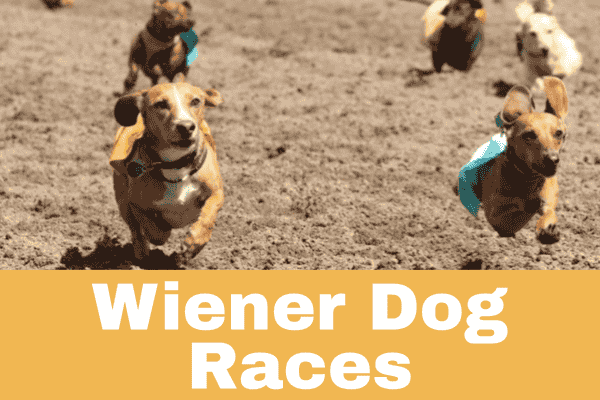 Canterbury Park Wiener Dog Races