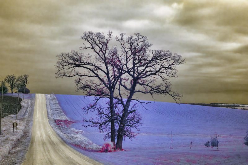 Lone tree beside a winding road in a serene winter landscape of rural Minnesota.